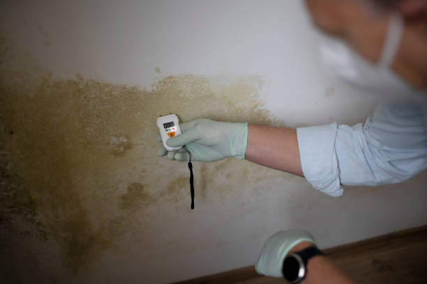 Best Mold Damage Repair  in Southeast Arcadia, FL