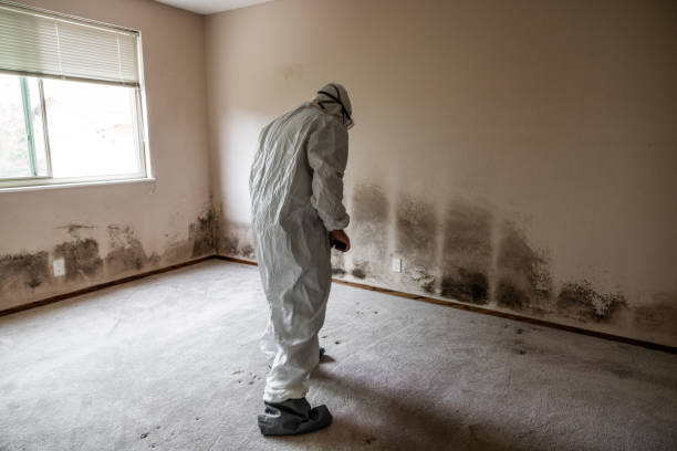 Mold Removal Process in Southeast Arcadia, FL